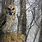 Owl Hybrid