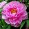 Paeonia Flower