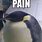 Pain Penguin Meme