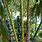 Painted Bamboo Poles