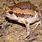 Painted Bullfrog