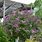 Palibin Lilac Tree