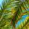 Palm Tree Leaf