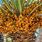 Palm Tree Orange Fruit