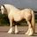 Palomino Draft Horse Breeds