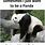 Panda Love Meme