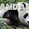 Panda for Kids