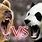 Panda vs Grizzly