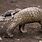 Pangolin with Baby