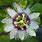 Passiflora Edulis Images