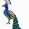 Peacock Bird Clip Art