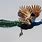 Peacock Flight