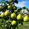 Pear Tree NZ