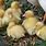 Pekin Duck Babies
