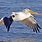 Pelican Bird Flying