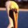 Pelican Images. Free