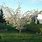 Pembina Plum Tree