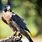 Peregrine Falcon Falconry