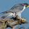 Peregrine Falcon Migration
