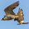 Peregrine Falcon Prey