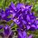 Perennial Plants with Purple Flowers