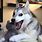 Perro Meme Husky