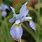 Perry Caravello Blue Iris