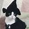 Pet Costumes for Cats