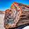 Petrified Wood Forest National Park