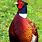 Pheasant Colors