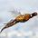 Pheasant In-Flight