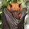 Philippine Fox Bat