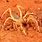 Photo of Camel Spider