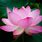 Photo of a Lotus Flower