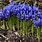 Photos Flowers and Foliage Iris Reticulata