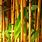 Phyllostachys Aureocaulis