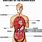 Physical Anatomy of Human Body