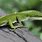 Picture of Anole Lizard