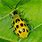 Picture of Cucumber Beetle
