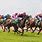 Picture of Horse Racing