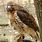 Picture of Red Tailed Hawk