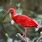 Picture of Scarlet Ibis
