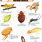 Pictures of Harmful Insects