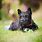 Pictures of Scottie Dogs