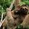 Pictures of Sloths Cute