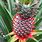 Pineapple Species