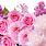 Pink Background with Roses