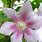 Pink Clematis Vine