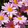 Pink Daisy Images