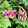 Pink Dicentra